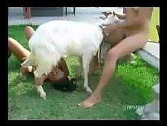 Goat licks a cock
