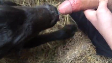 Calf Gives Blowjob