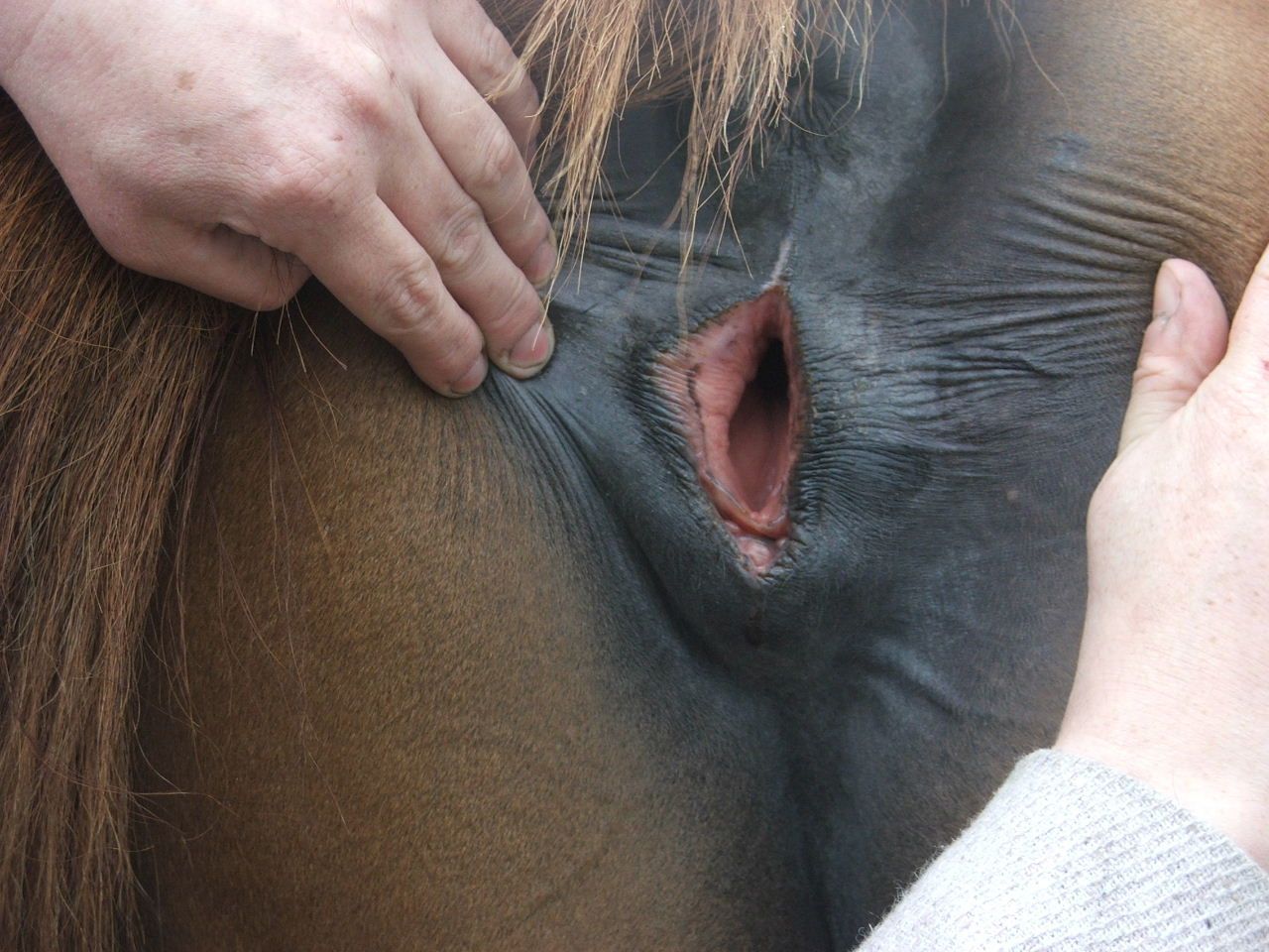Mares Pussy