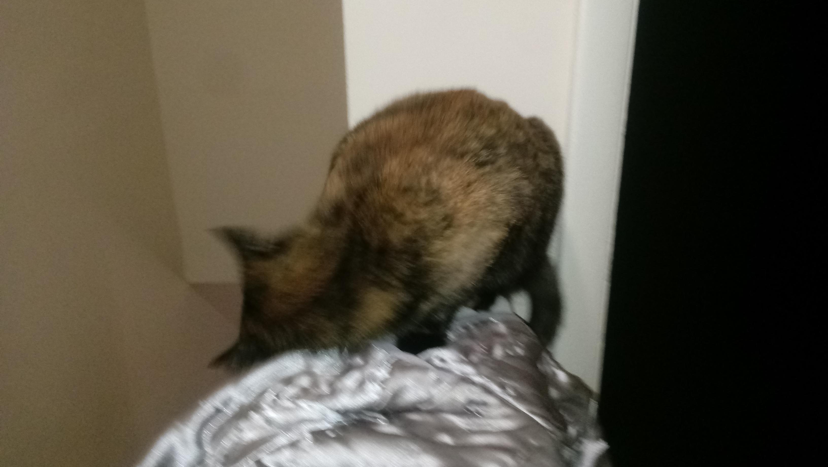 Desperate kitten humps giant plushie