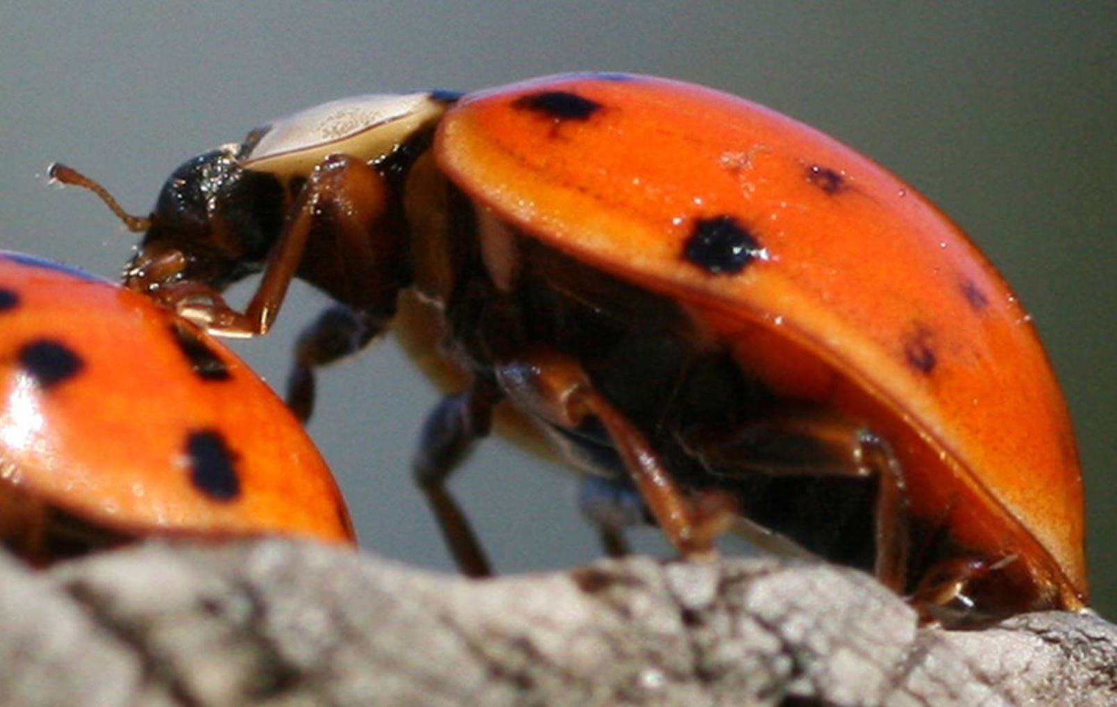 Kicks recommendet Asian lady beetles habitat