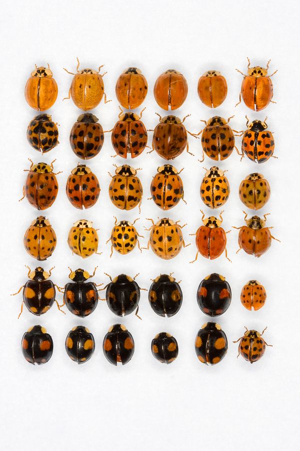 Asian lady beetles habitat