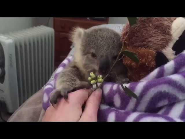 Dogwatch reccomend Do koala bears masturbate
