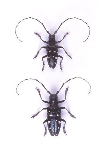 Asian longhorned beetle disrupt
