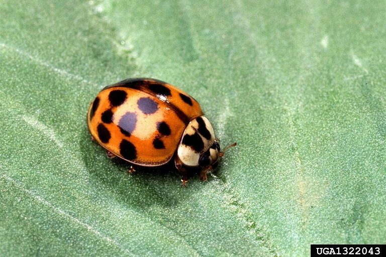 Asian lady beetles bite