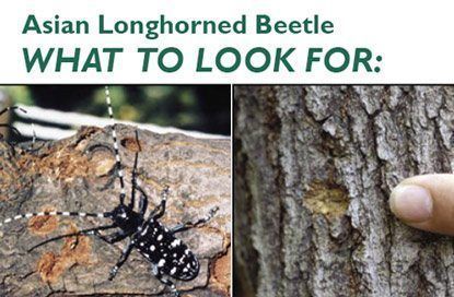 Lumber reccomend Asian longhorned beetle disrupt
