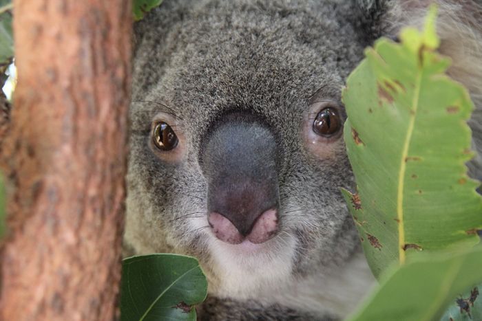 Bullpen recomended masturbate bears Do koala