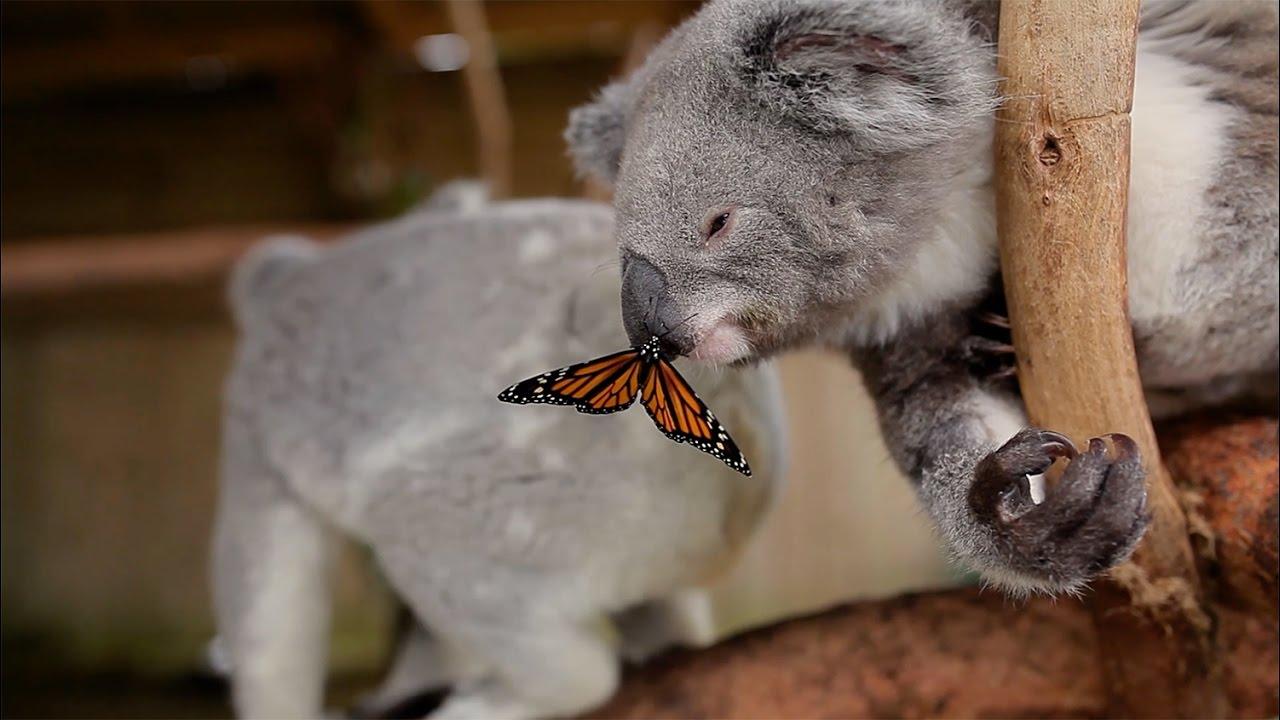 Do koala bears masturbate