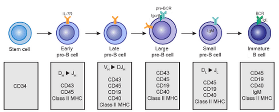 best of Myeloid cells Mature