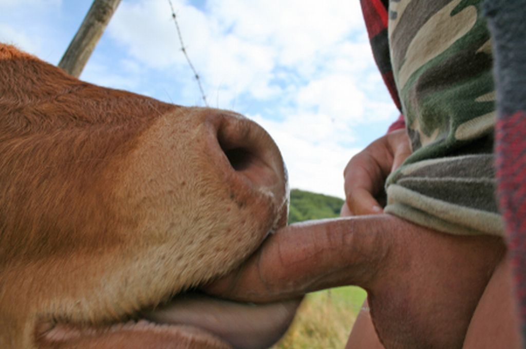 Man getting a blowjob from a calf.